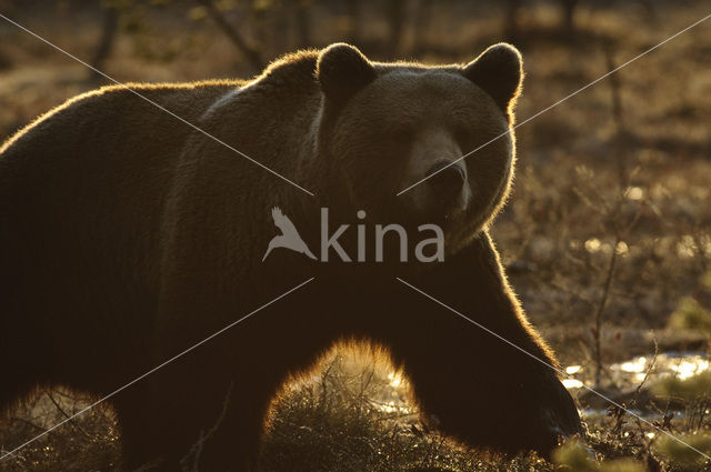 Bruine beer (Ursus arctos)