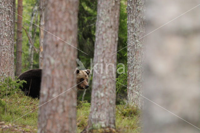 Bruine beer (Ursus arctos)