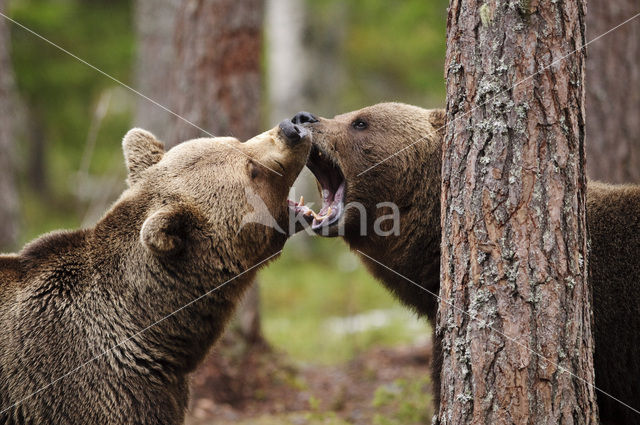 Bruine beer (Ursus arctos)