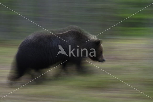 Bruine beer (Ursus arctos)