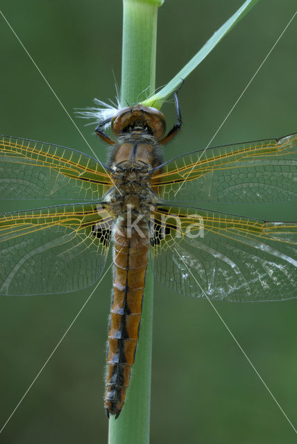 Scarce Chaser (Libellula fulva)