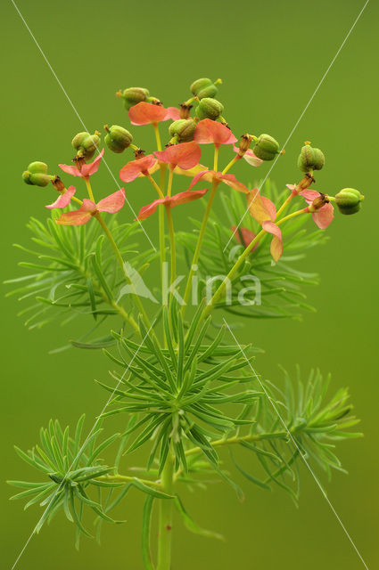 Cypress Spurge (Euphorbia cyparissias)