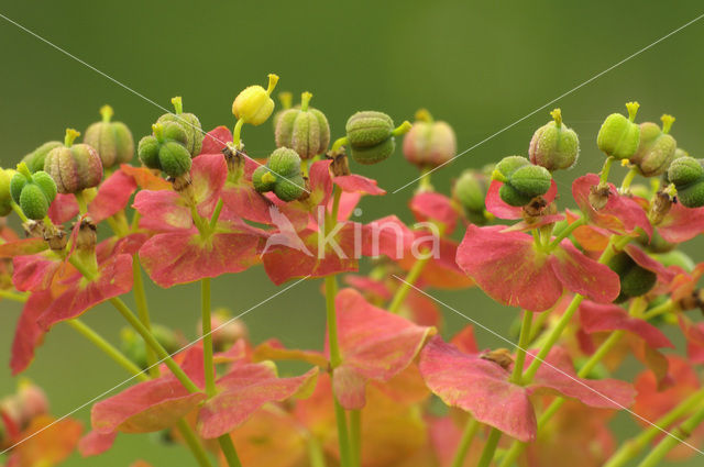 Cypress Spurge (Euphorbia cyparissias)