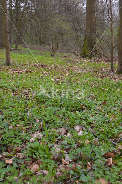 Corydalis intermedia