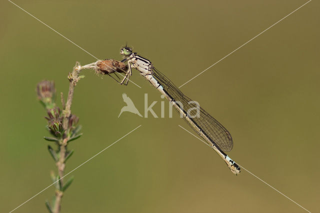 Norfolk Damselfly (Coenagrion armatum)