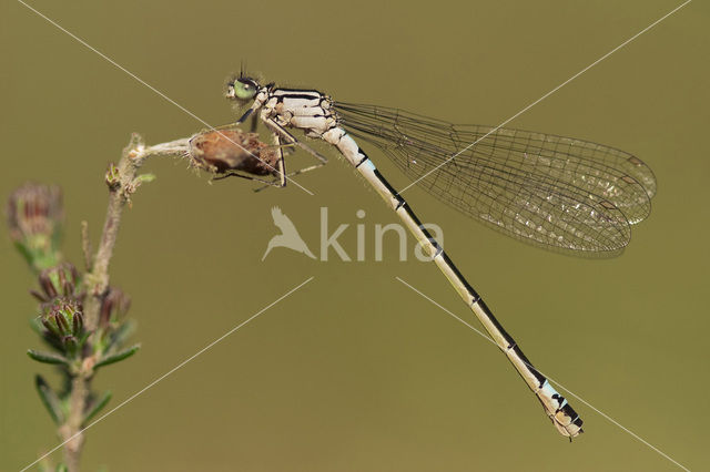 Norfolk Damselfly (Coenagrion armatum)