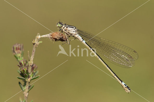 Norfolk Damselfly (Coenagrion armatum)