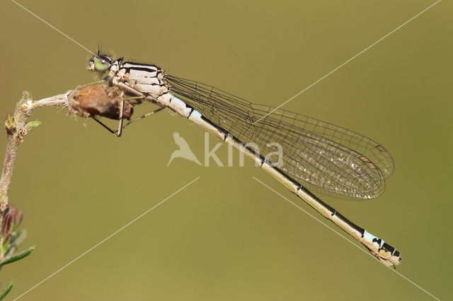 Donkere waterjuffer (Coenagrion armatum)