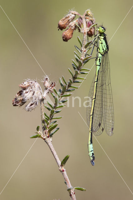 Norfolk Damselfly (Coenagrion armatum)