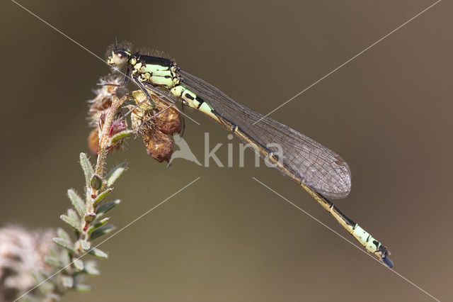 Norfolk Damselfly (Coenagrion armatum)