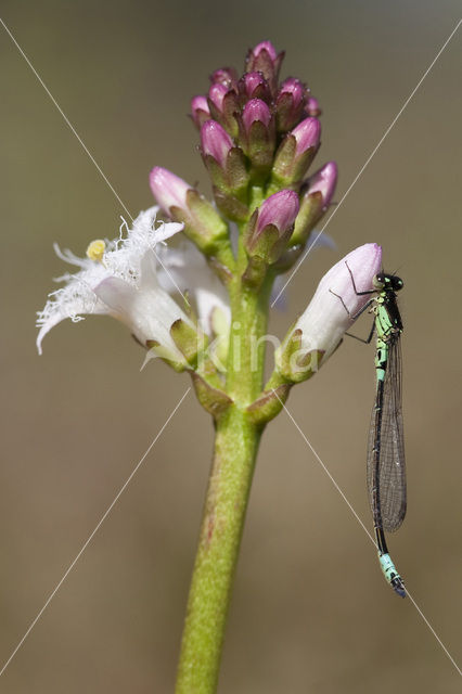 Norfolk Damselfly (Coenagrion armatum)