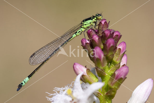 Norfolk Damselfly (Coenagrion armatum)