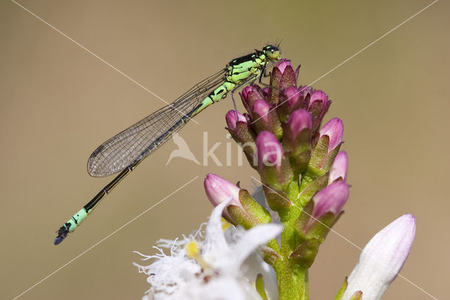 Norfolk Damselfly (Coenagrion armatum)