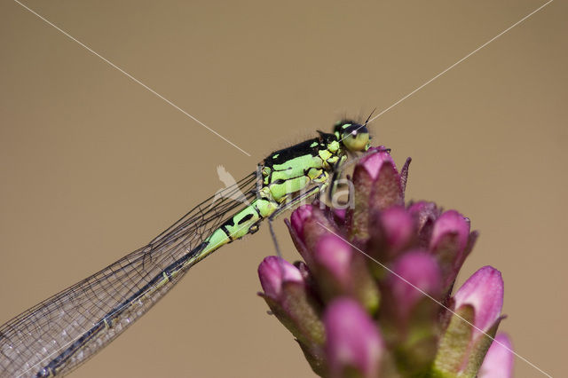 Donkere waterjuffer (Coenagrion armatum)