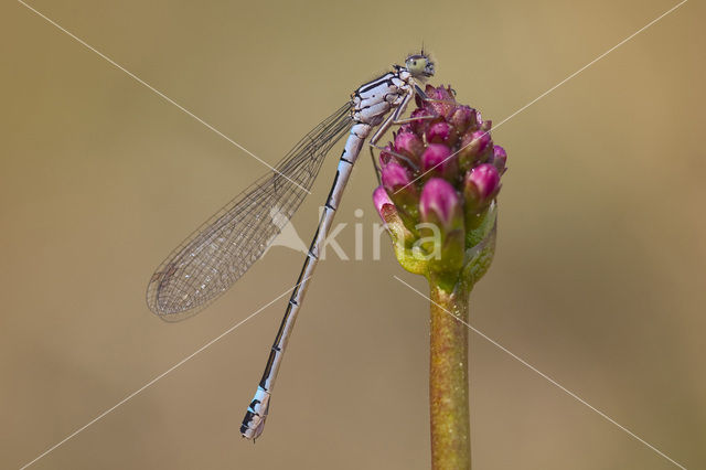 Norfolk Damselfly (Coenagrion armatum)