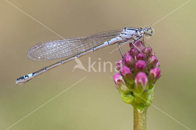 Donkere waterjuffer (Coenagrion armatum)