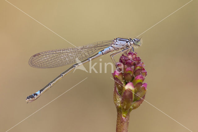 Norfolk Damselfly (Coenagrion armatum)