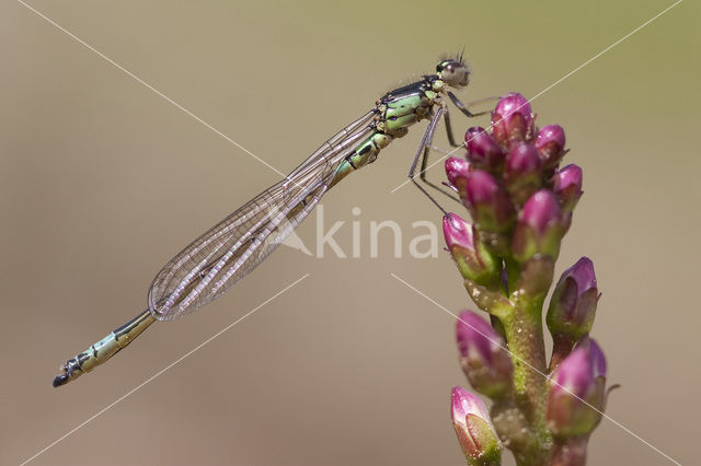 Donkere waterjuffer (Coenagrion armatum)