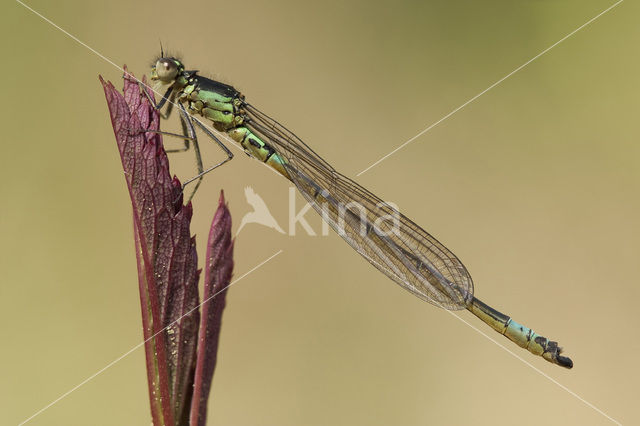 Donkere waterjuffer (Coenagrion armatum)