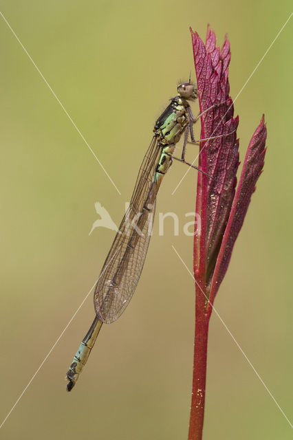 Norfolk Damselfly (Coenagrion armatum)