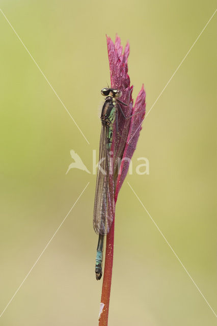 Norfolk Damselfly (Coenagrion armatum)