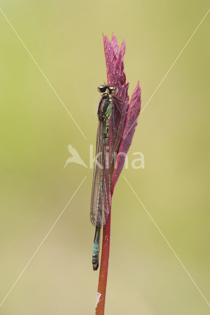 Donkere waterjuffer (Coenagrion armatum)