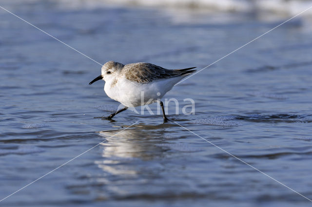 Drieteenstrandloper (Calidris alba)