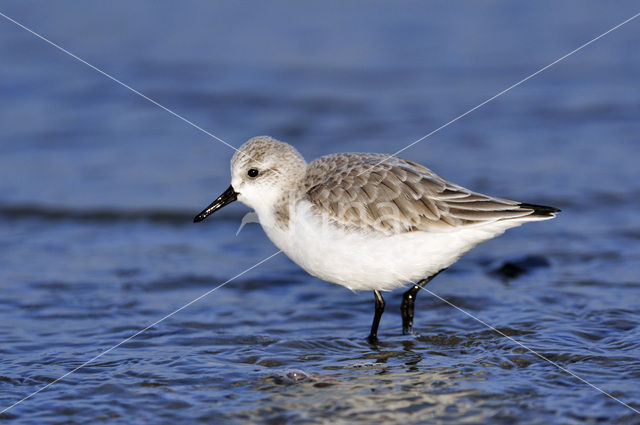 Drieteenstrandloper (Calidris alba)