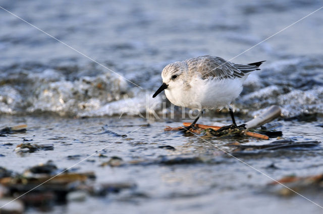 Sanderling (Calidris alba)