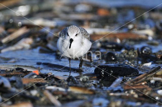 Sanderling (Calidris alba)