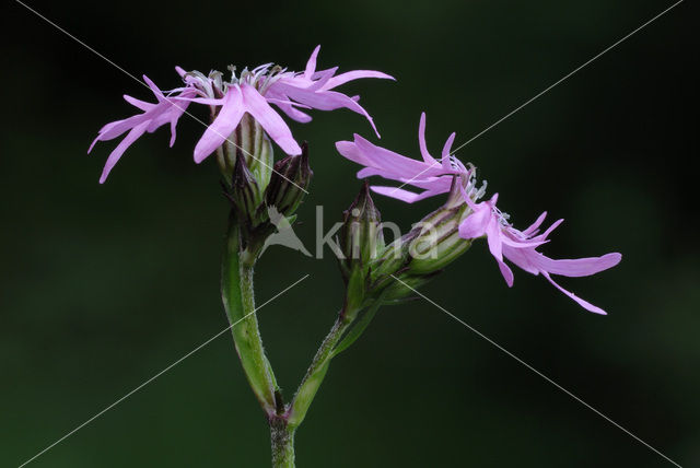 Echte koekoeksbloem (Lychnis flos-cuculi)