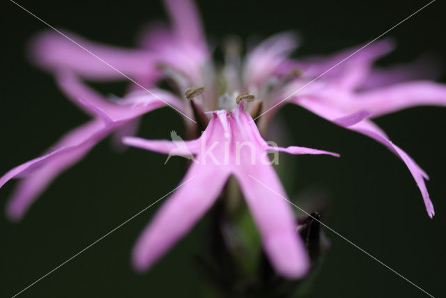 Echte koekoeksbloem (Lychnis flos-cuculi)