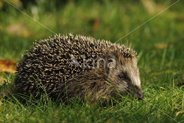 Hedgehog (Erinaceus europaeus)