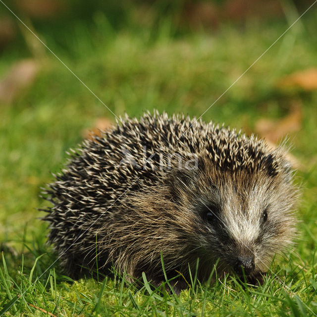 Hedgehog (Erinaceus europaeus)