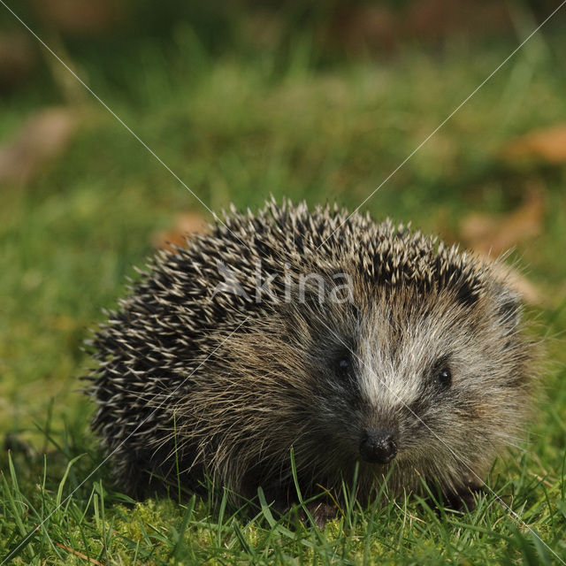 Egel (Erinaceus europaeus)