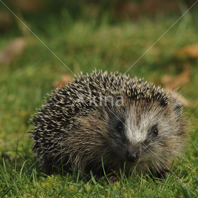 Hedgehog (Erinaceus europaeus)