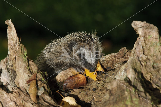 Hedgehog (Erinaceus europaeus)