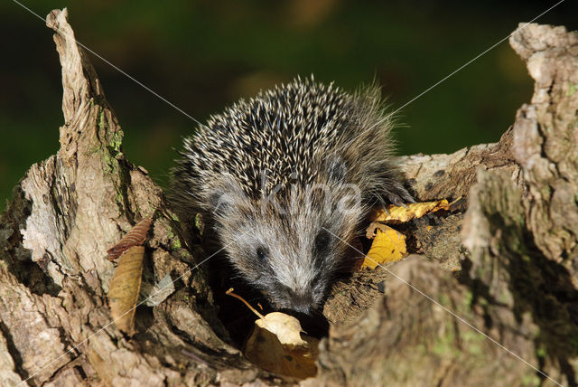 Hedgehog (Erinaceus europaeus)