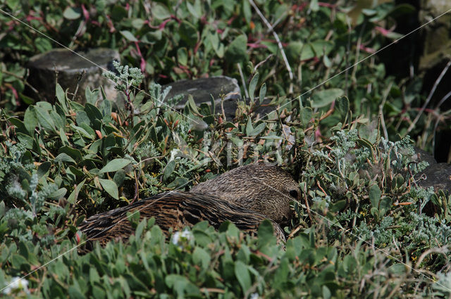 Eider (Somateria mollissima)
