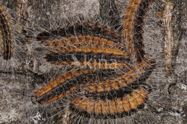 Oak processionary  moth (Thaumetopoea processionea)