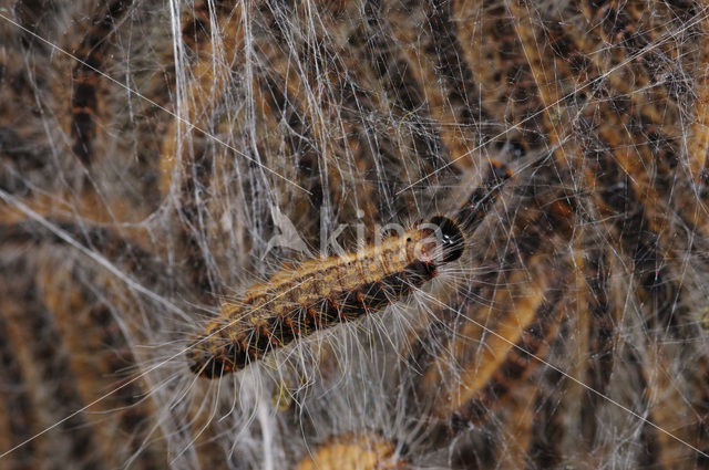 Eikenprocessierups (Thaumetopoea processionea)