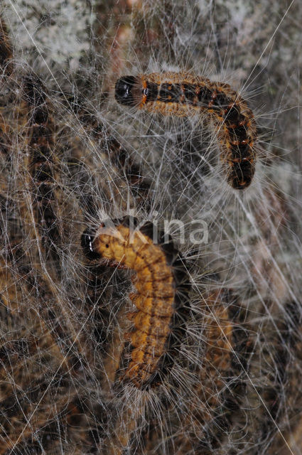 Oak processionary  moth (Thaumetopoea processionea)
