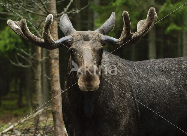Elk (Alces alces)