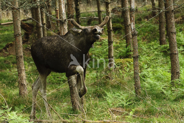 Elk (Alces alces)