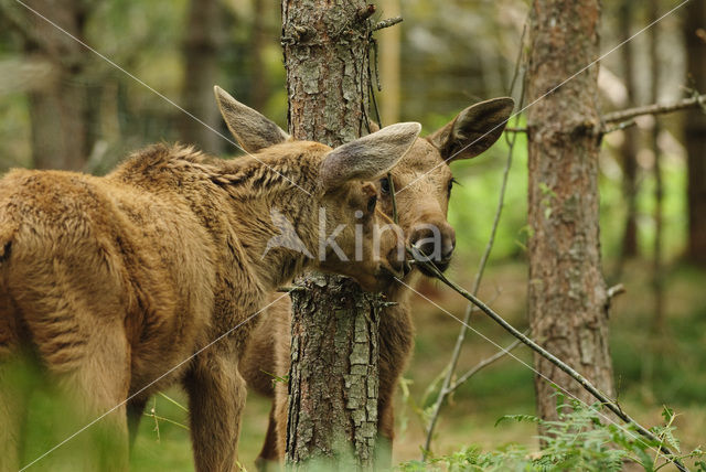 Elk (Alces alces)