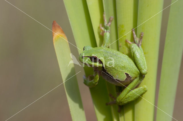 Europese boomkikker (Hyla arborea)