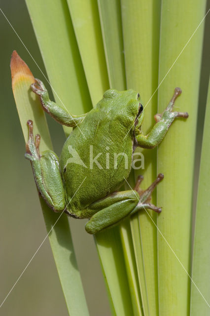 Europese boomkikker (Hyla arborea)