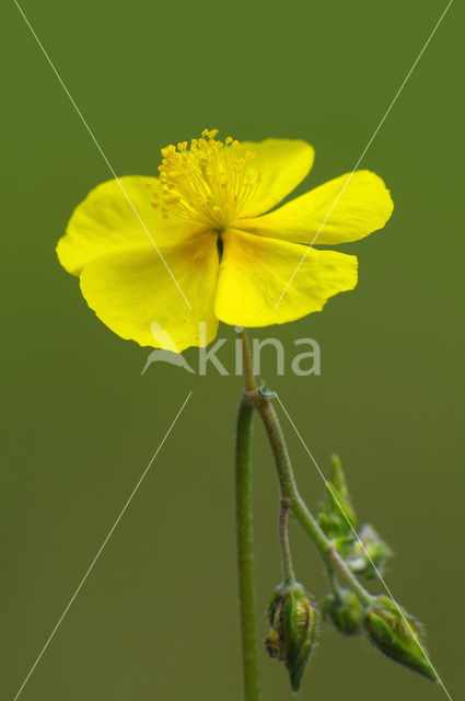 Geel zonneroosje (Helianthemum nummularium)