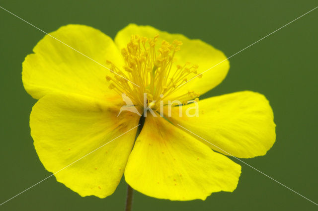 Geel zonneroosje (Helianthemum nummularium)