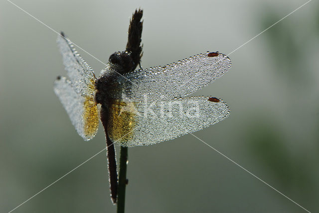 Geelvlekheidelibel (Sympetrum flaveolum)